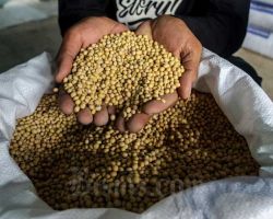 Seknas Jokowi Menyarankan Kedelai tidak Dilepas ke Perdagangan Bebas